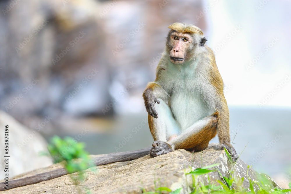 Fototapeta premium Monkey near the waterfall