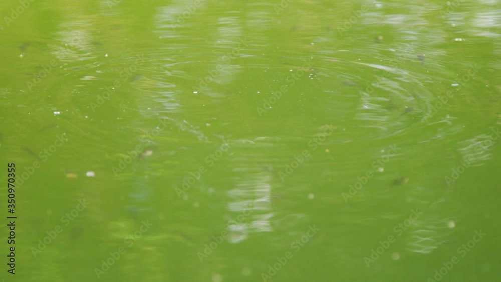 Closer Look On Tadpoles Swimming In Green Water - closeup shot Closer Look On Tadpoles Swimming In Green Water - closeup shot