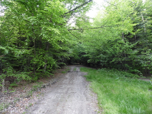 Road in the woods