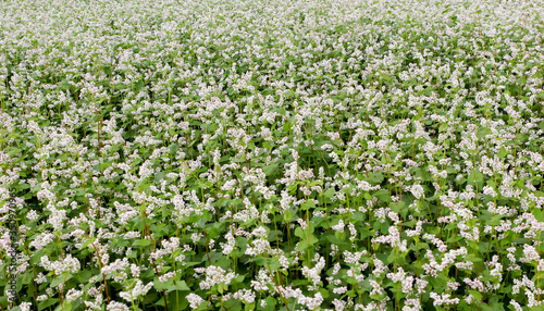 Buckwheat  Fagopyrum esculentum  Japanese buckwheat and silverhull buckwheat blooming on the field. Close-up flowers of buckwheat