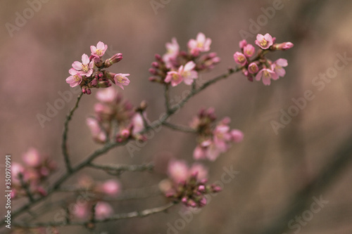 Spring Bloom © Remus