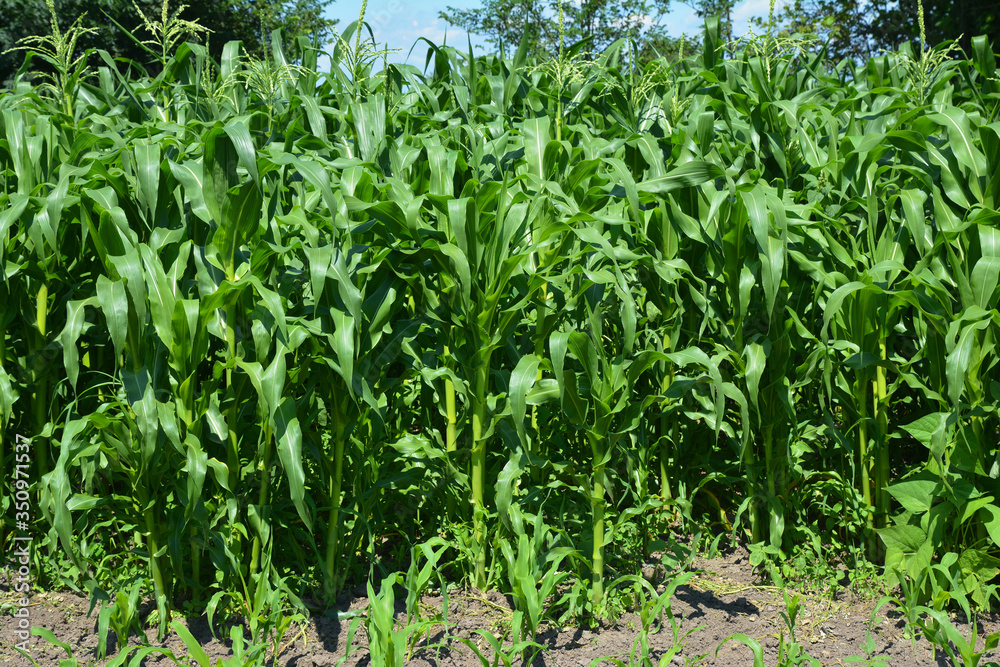 A close-up on a corn agriculture, growing in the field on V10 vegetation rapid growth stage before flowering and  in summer.