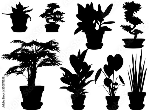 Set of flowers in pots
