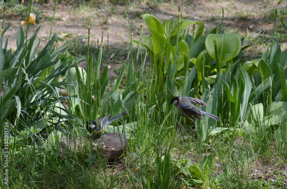 Obraz premium two small birds found food