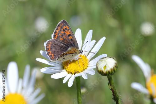 alter, blume, natur, insecta, sommer, makro, green, blume, schön, orange, garden, frühling, gelb, wild lebende tiere, tier, schönheit, pflanze, flügel, close up, fliege, farbe, wiese, flügel, insecta,