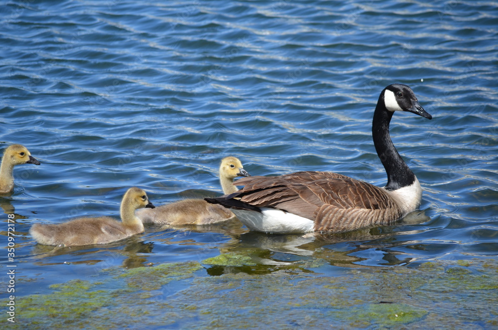 canada goose swimming canada goose swimming