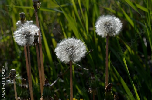 white dandelion in green grass