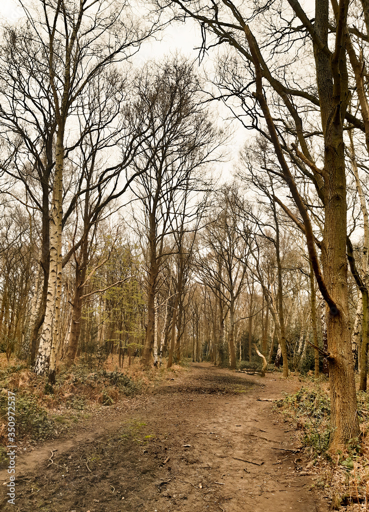 Tall bare trees along dirt path