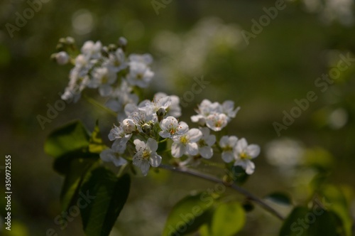 small white flowers of wild cherry