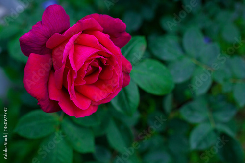 A red rose against a green Bush. Concept flowers on the covers of notebooks and notebooks.