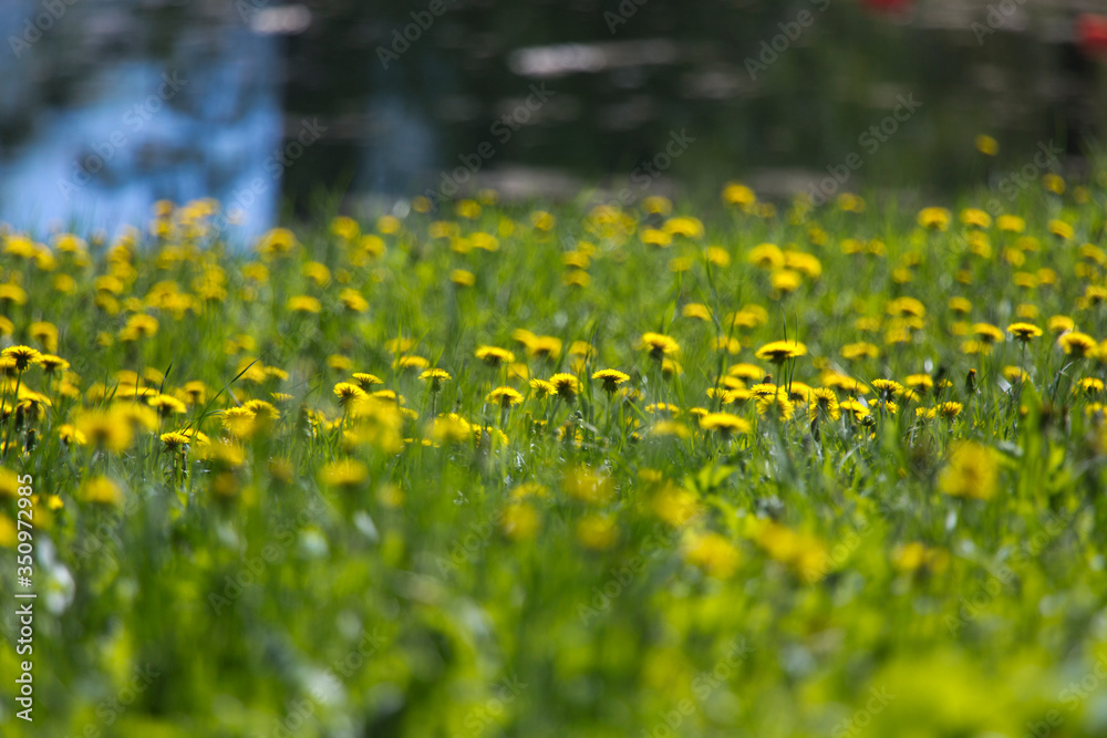 Fototapeta premium first spring flowers dandelions on the bank of the lake,Small depth of sharpness..