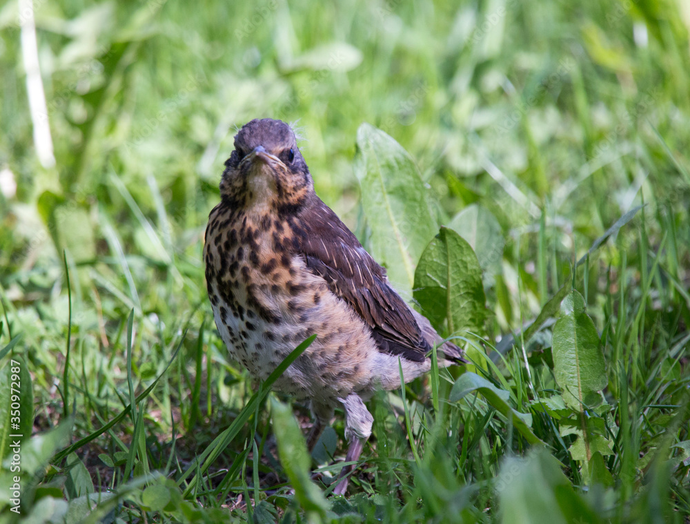 Fototapeta premium chick(Turdus pilaris) falling out of nest on green grass