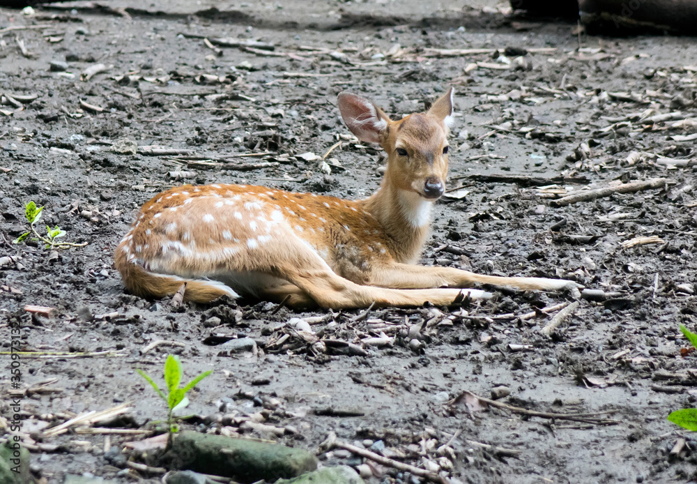 Baby of deer lays and looks on us.. Baby of deer lays and looks on us..