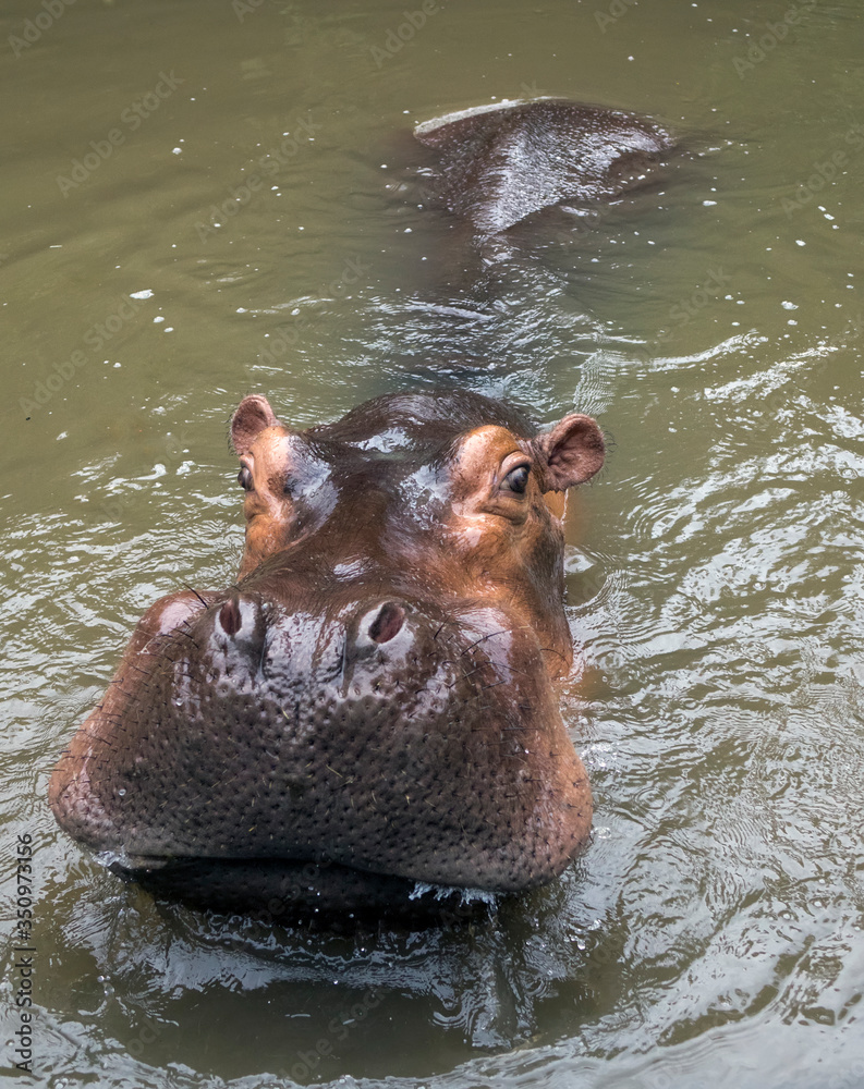 Fototapeta premium hippo lies in the water..