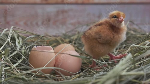 A small, newborn chicken stands on the hay near the eggs and looks at the camera. A newborn chick in the nest. The concept of farming.