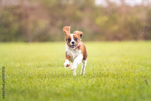 King Charles Spaniel Puppy Running with a cute face and floppy ears