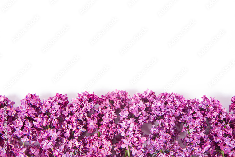 Fototapeta premium Lilac flowers on a white background with text space above
