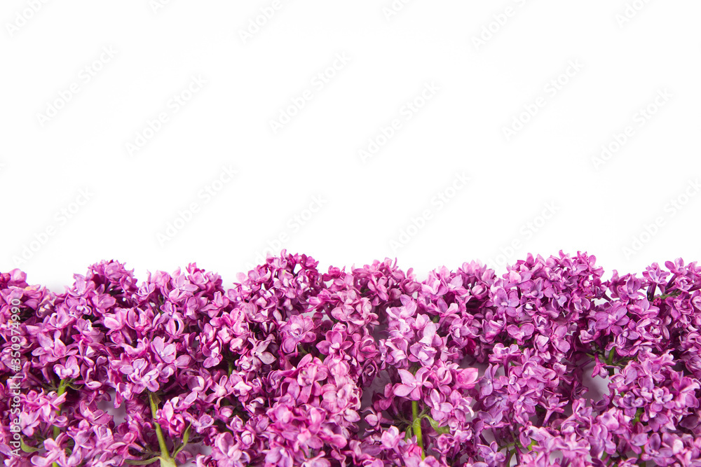 Naklejka premium Lilac flowers on a white background with text space above