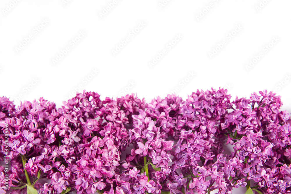 Obraz premium Lilac flowers on a white background with text space above