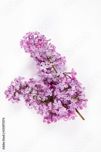 Lilac branch with flowers and leaves on a white background