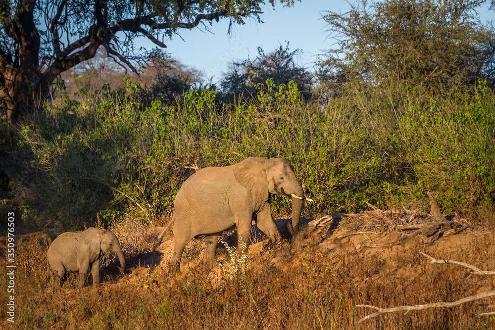 Naklejka premium African bush elephants female and baby in twilight in Kruger National park, South Africa ; Specie Loxodonta africana family of Elephantidae