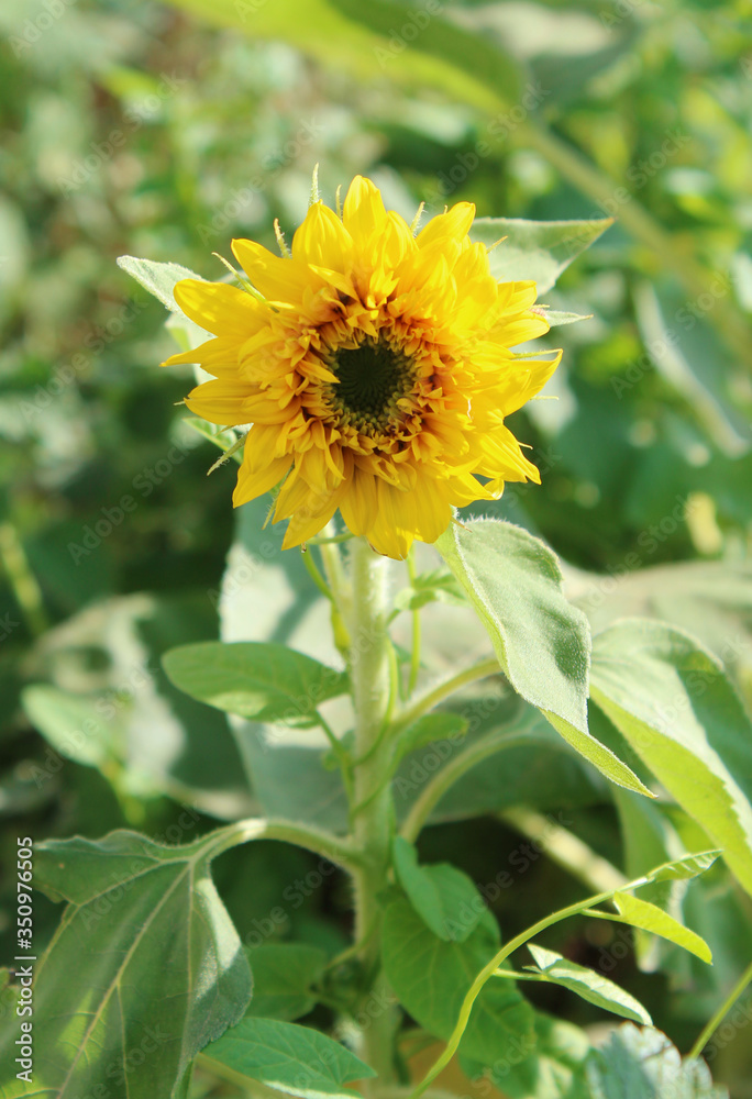 young sunflower flower on a green foliage background. Bright beautiful yellow flower. young sunflower flower on a green foliage background. Bright beautiful yellow flower.