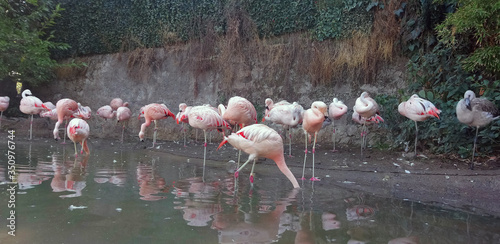 Flamingos in the Zoo Foto 