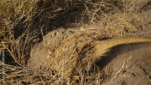 Meerkat digging its hole, kicks up much dust. Handheld, slow motion photo