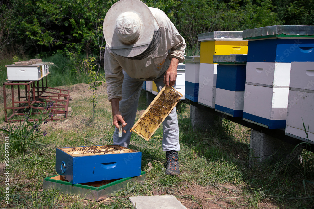 Belgrade, Serbia - Beekeeper working on a hive at honey farm