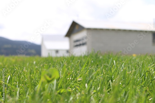 Green Spring Grass on Farm with Barn and Outbuildings Lanscape