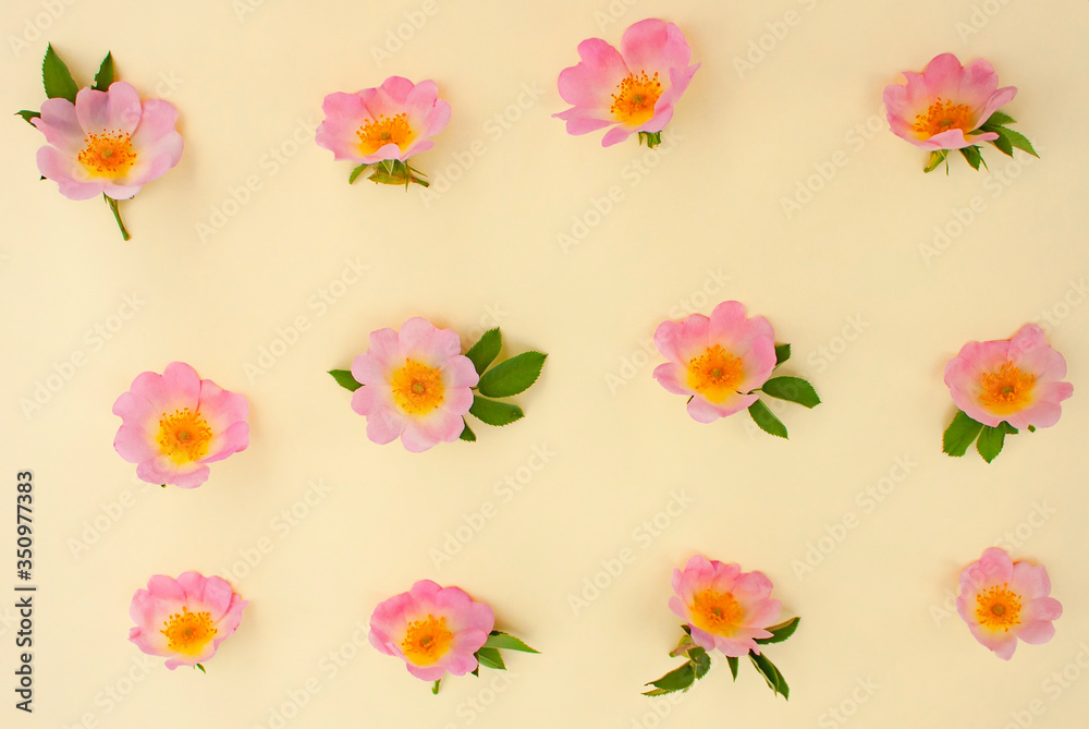floral arrangement of spring flowers top view. rosehip flowers are scattered on a yellow background.