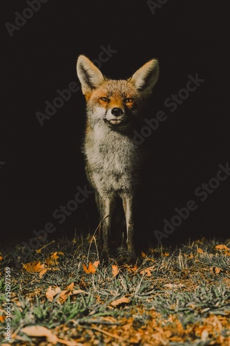 fox at night 