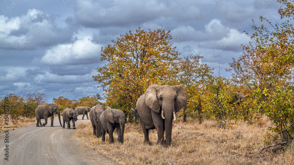 Obraz premium African bush elephants family crossing safari road in Kruger National park, South Africa ; Specie Loxodonta africana family of Elephantidae
