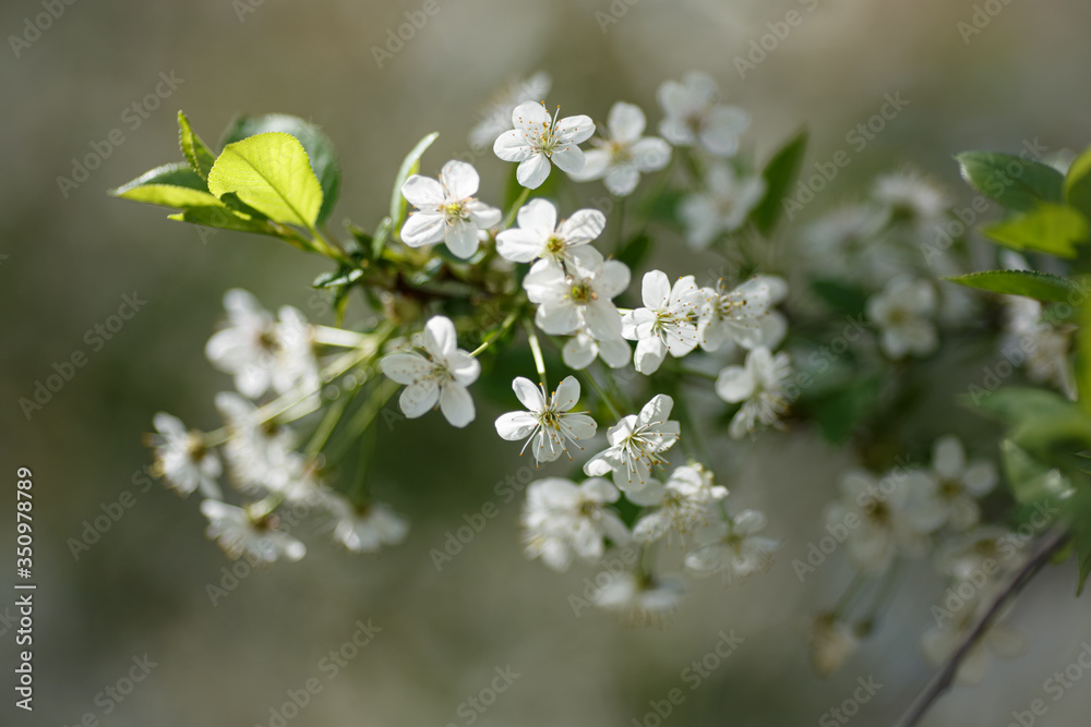 cherry branch with spring flowers cherry branch with spring flowers