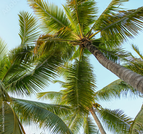 Large green branches on coconut trees