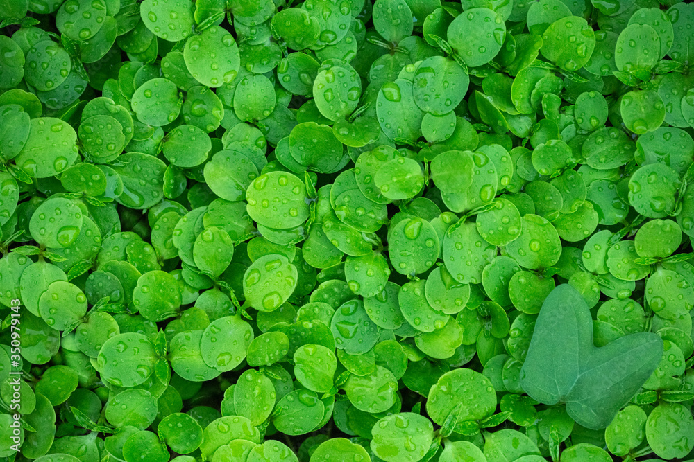 wet green leaves with one a big leaf underneath. Green texture, nature background