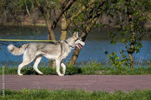 A white husky dog with dark spots walks in a park by the river. Sunny day. Pets. Close-up.