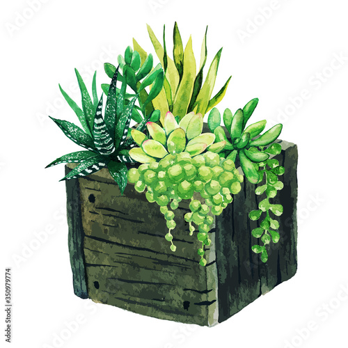 Bright watercolor succulents in wooden box, hand drawn