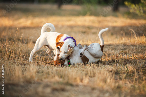 dogs playing puppies jack russell terrier 
