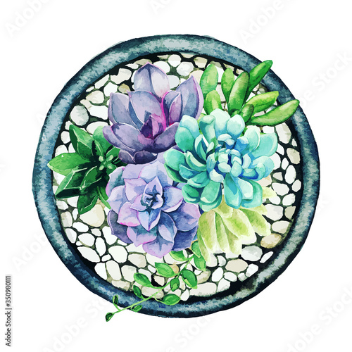 Bright watercolor succulents in pot, top view, light pebbles