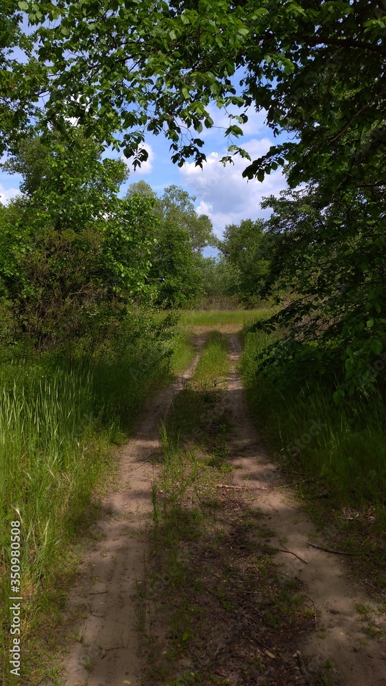 Obraz premium path in the forest