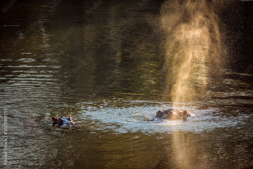 Hippopotamus female with baby blowing air in backlit in Kruger National park, South Africa ; Specie Hippopotamus amphibius family of Hippopotamidae Hippopotamus female with baby blowing air in backlit in Kruger National park, South Africa ; Specie Hippopotamus amphibius family of Hippopotamidae