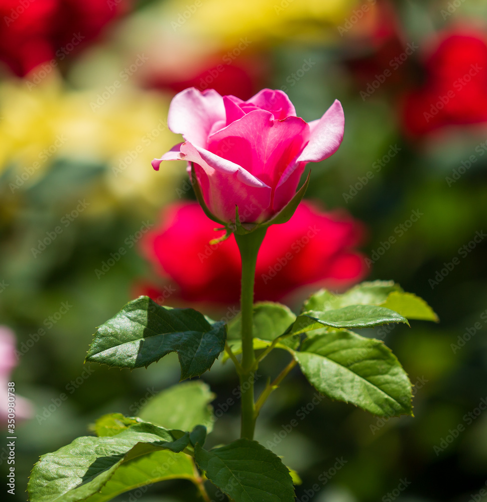 Beautiful pink rose in the park.