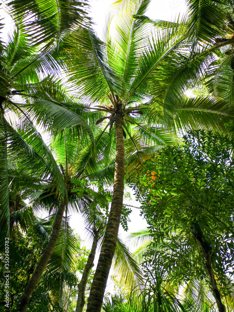 Large green branches on coconut trees in the park. Large green branches on coconut trees in the park.