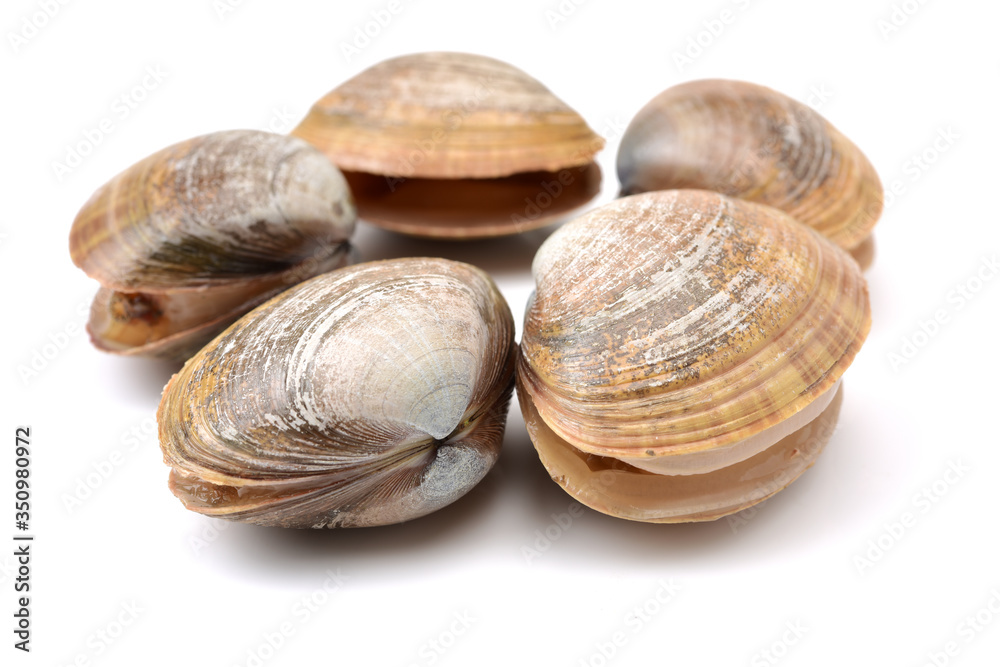 Stacked fresh raw clams on white background Stacked fresh raw clams on white background