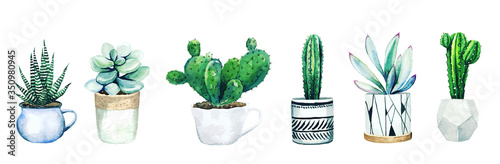 Set of six potted cactus plants and succulents, hand drawn vector