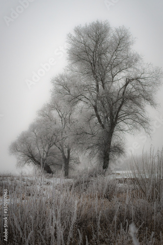 Sylwetki drzew zimą, śnieg, szadź, mgła