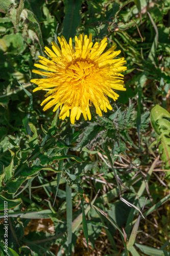 Yellow dandelion on a green grass background