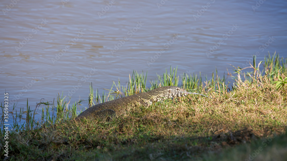 Big Nile monitor walking on riverside in Kruger National park, South Africa ; Specie Varanus niloticus family of Varanidae Big Nile monitor walking on riverside in Kruger National park, South Africa ; Specie Varanus niloticus family of Varanidae