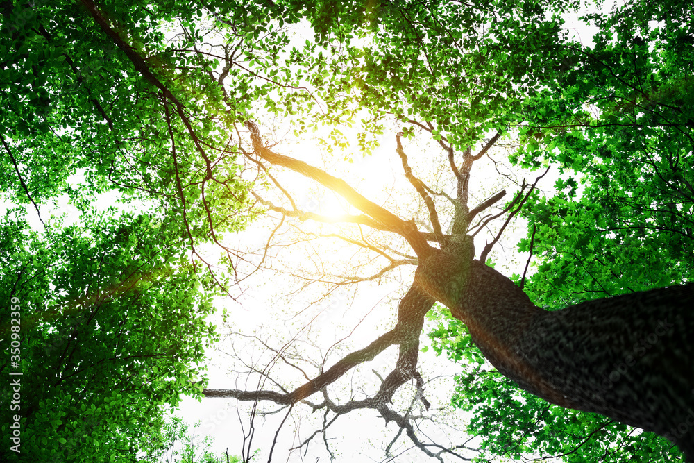 forest trees nature green wood sunlight backgrounds forest trees nature green wood sunlight backgrounds